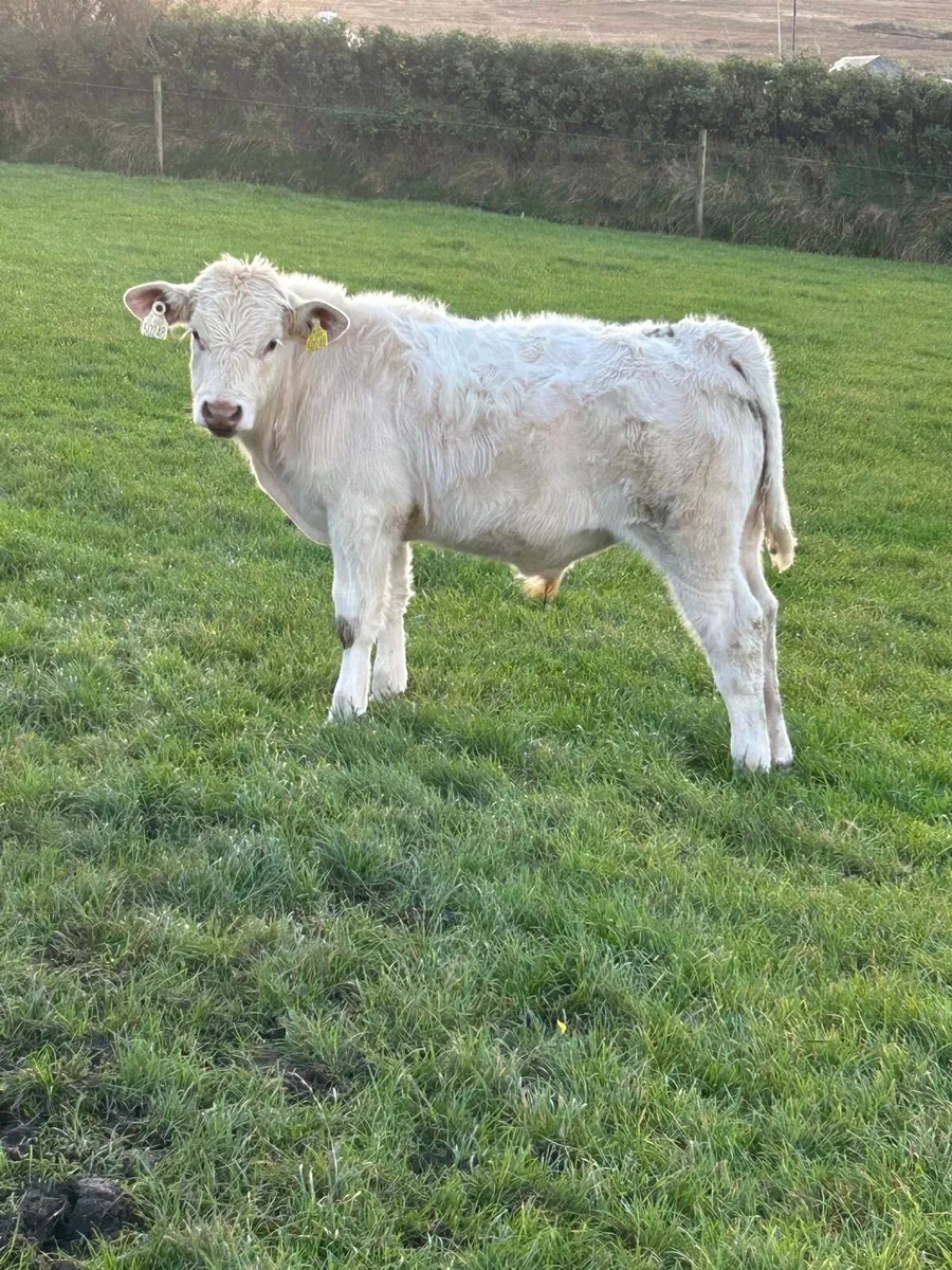 3 Charolais  bulls for sale PBNR - Image 3