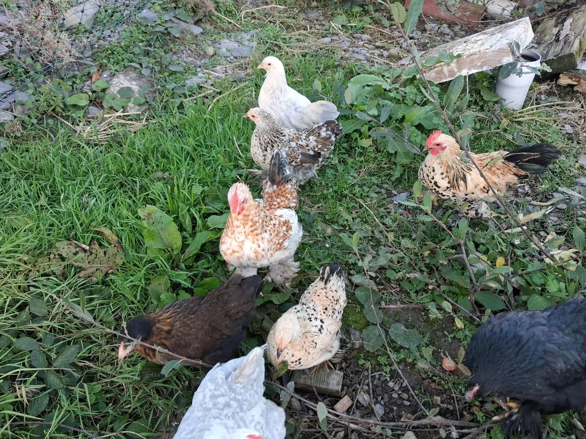 Bantams - Image 2