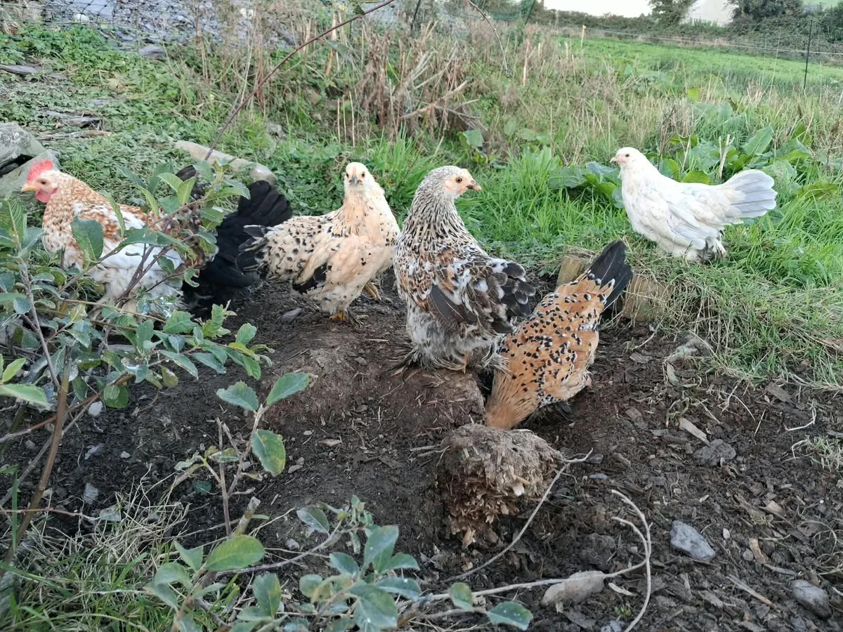 Bantams - Image 3