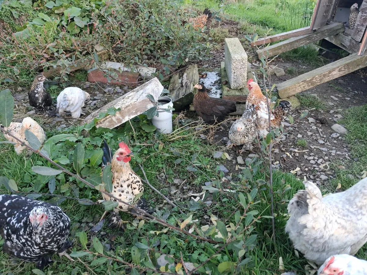 Bantams - Image 4