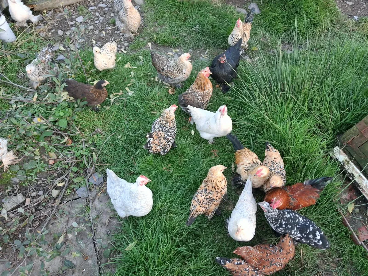 Bantams - Image 1