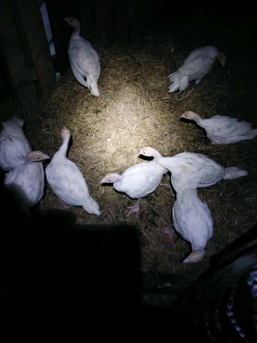 Turkeys
