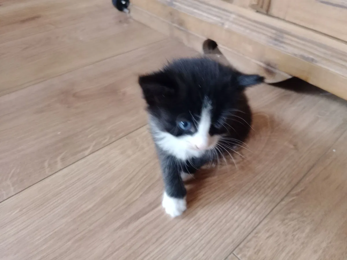 Kitten - Image 1
