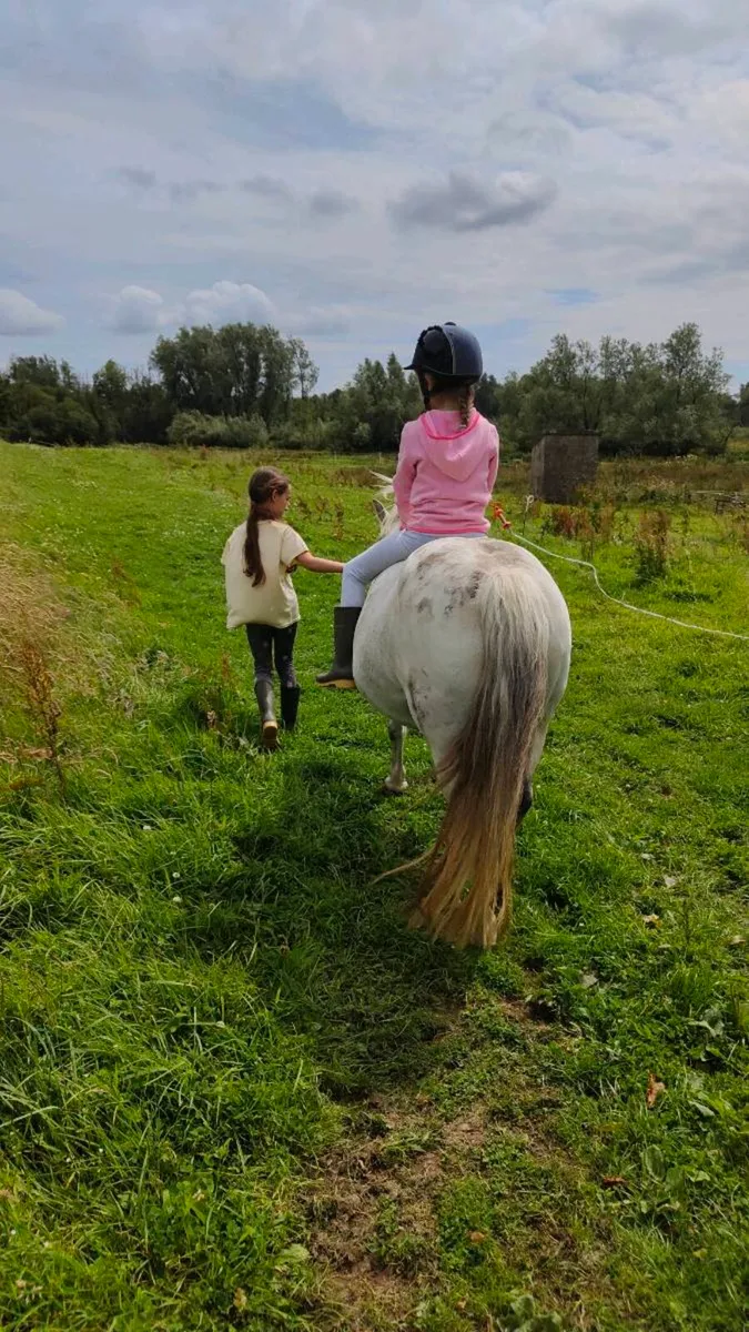 Lead rein pony - Image 3