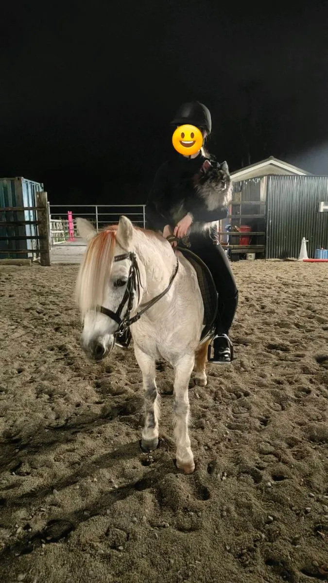 Lead rein pony - Image 1