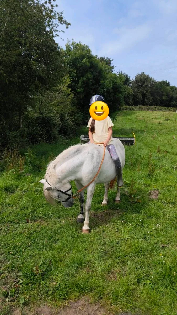 Lead rein pony - Image 4