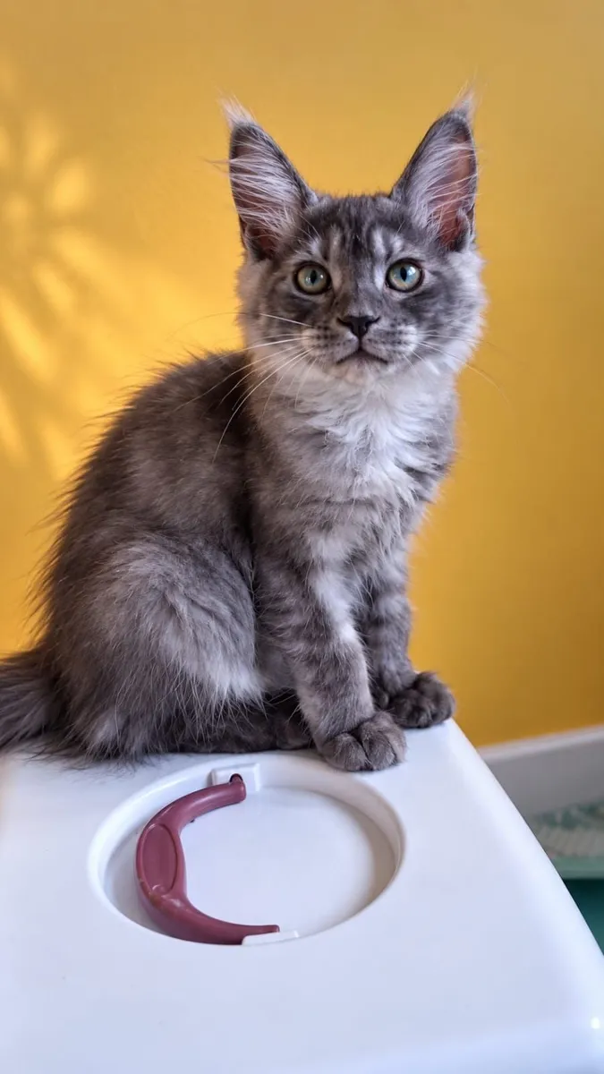 Maine Coon kittens - Image 2