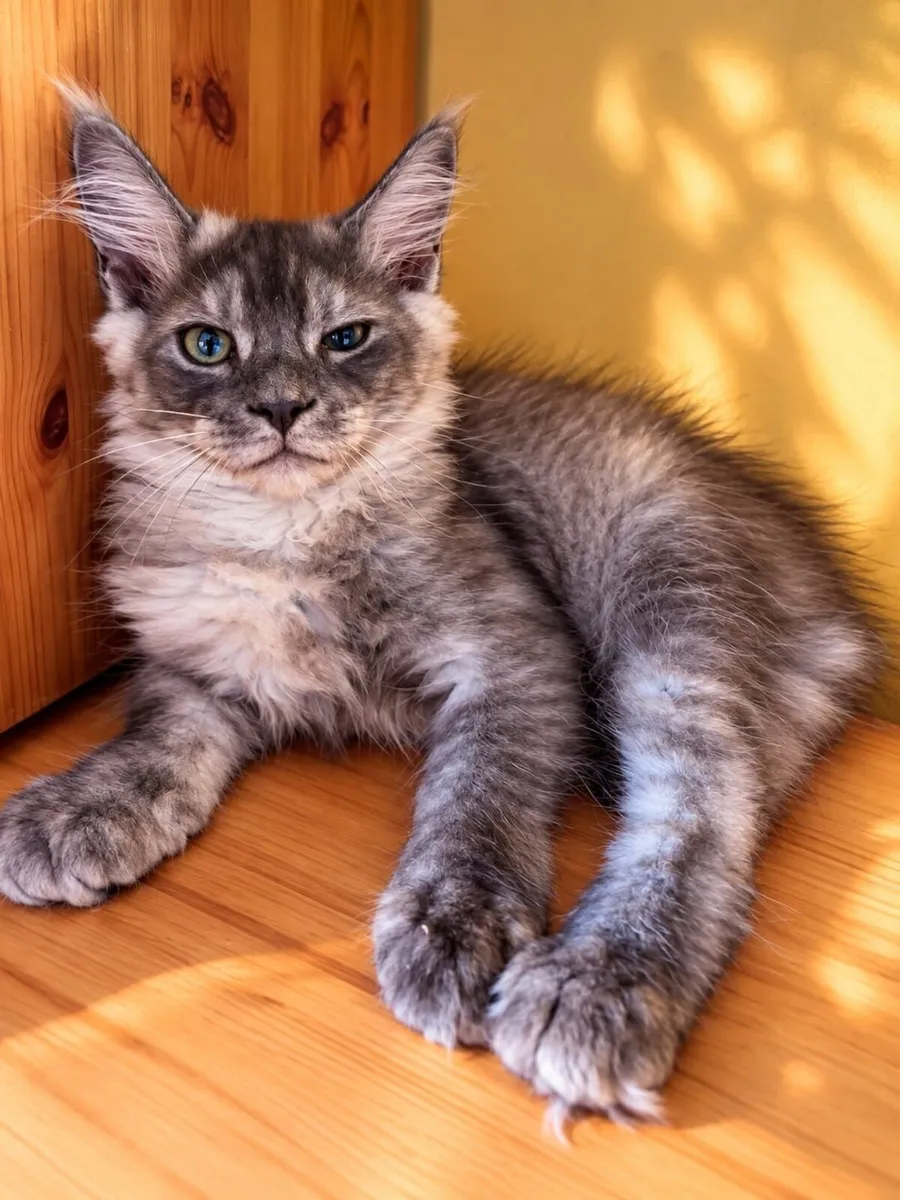 Maine Coon kittens - Image 3