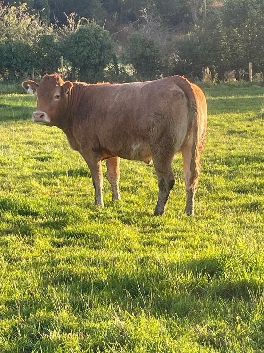 Limousine Incalf heifer - Image 2