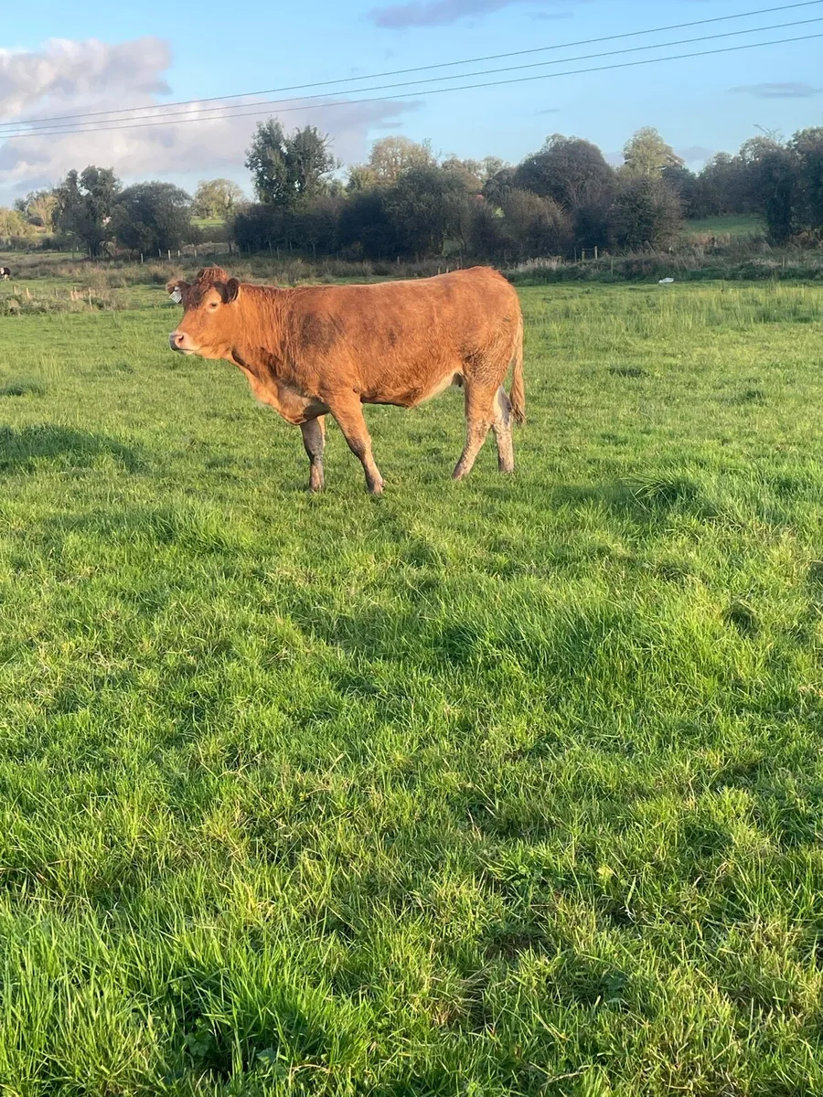 Limousine Incalf heifer - Image 4