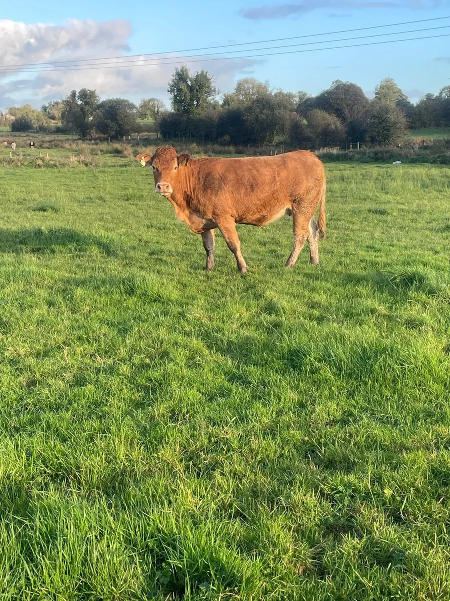 Limousine Incalf heifer - Image 3