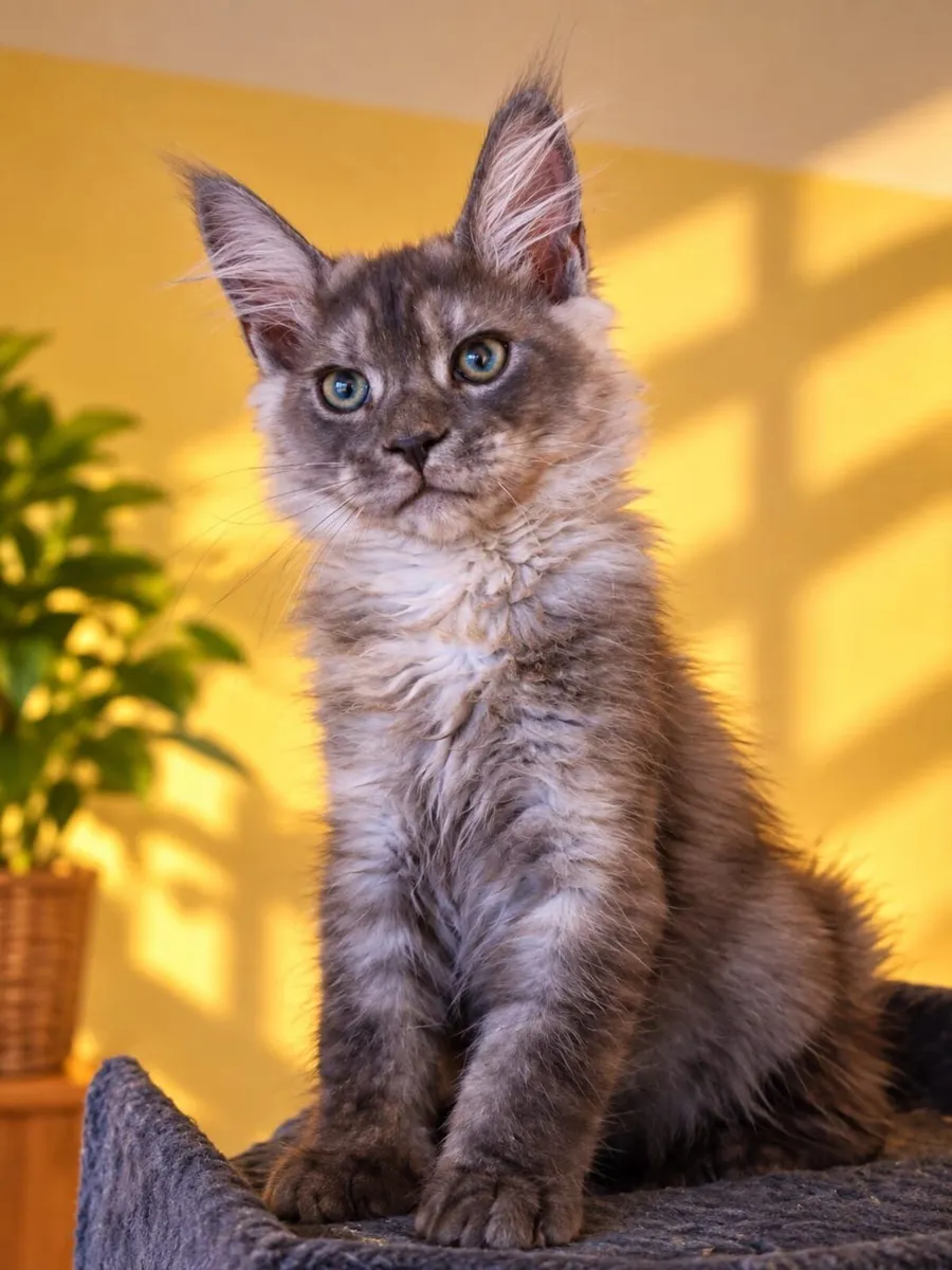 Maine Coon kittens - Image 4
