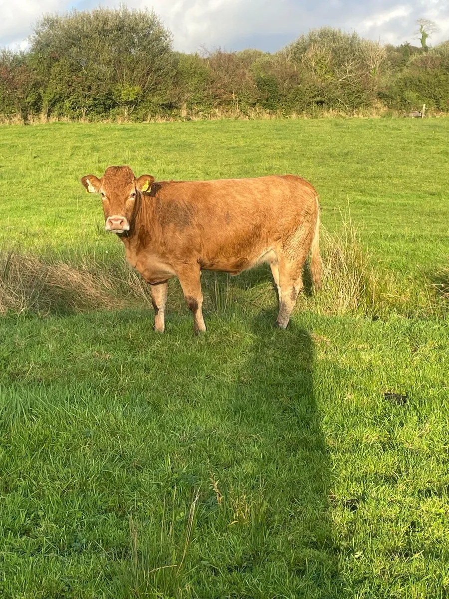 Limousine Incalf heifer - Image 1