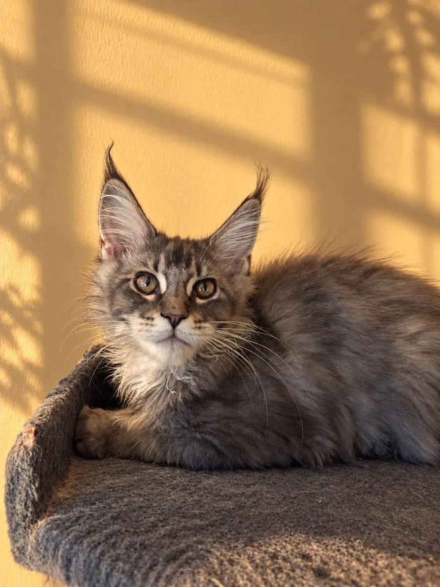 Maine Coon kittens - Image 3