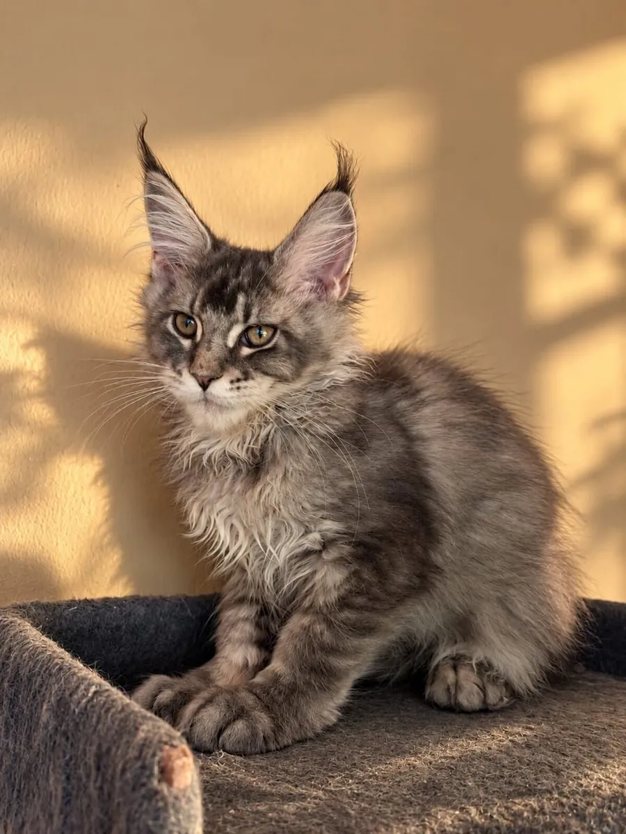 Maine Coon kittens - Image 1