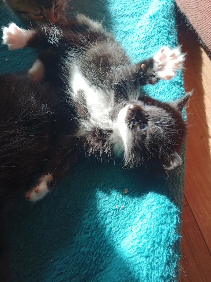 Kitten - Image 3