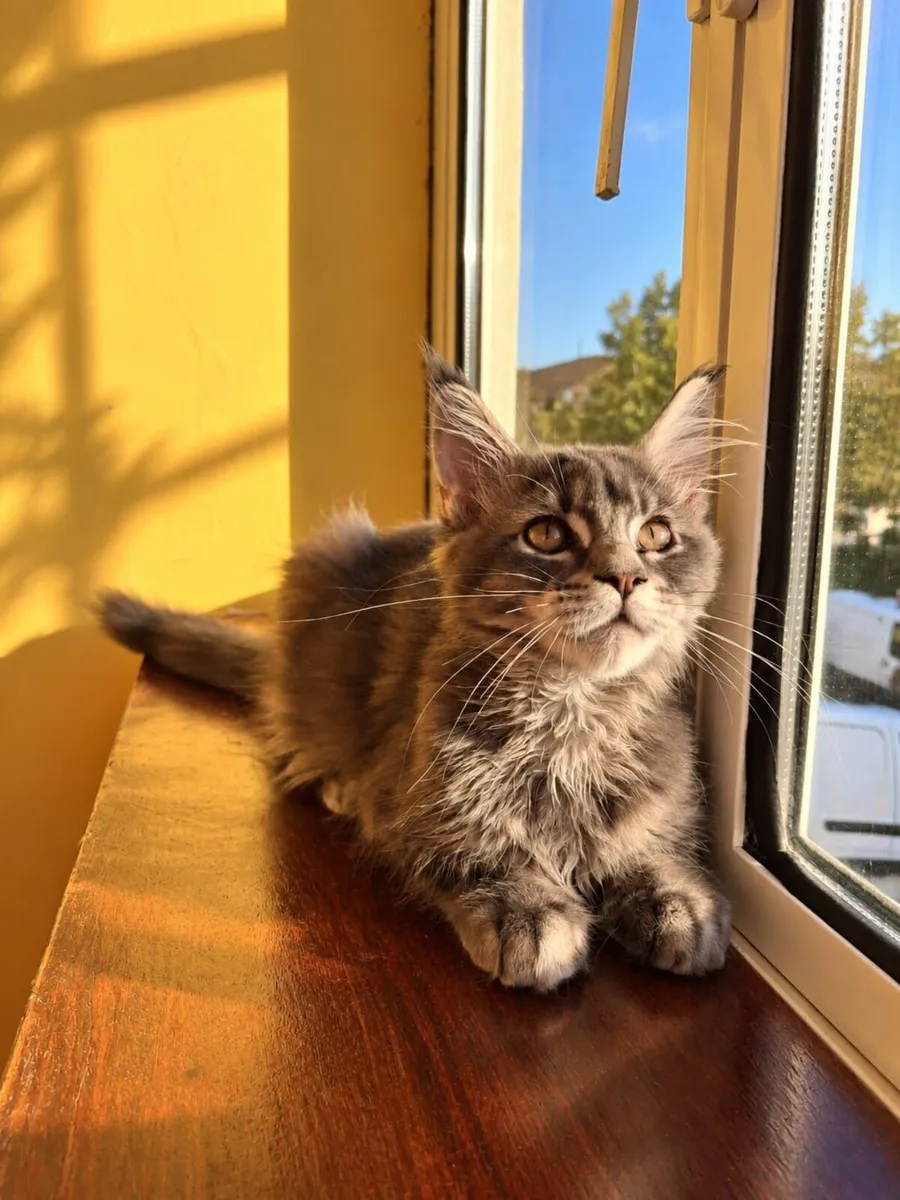 Maine Coon kittens - Image 4