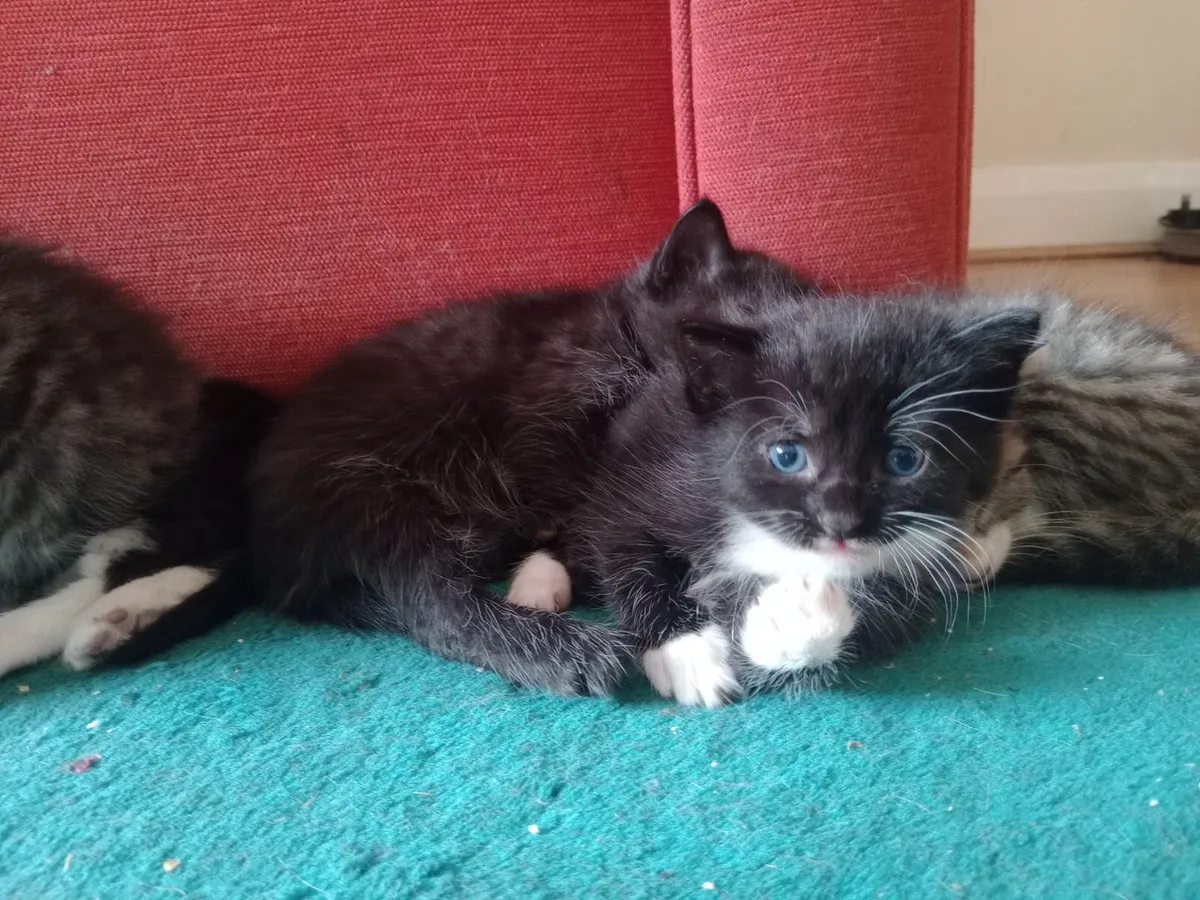 Kitten - Image 4