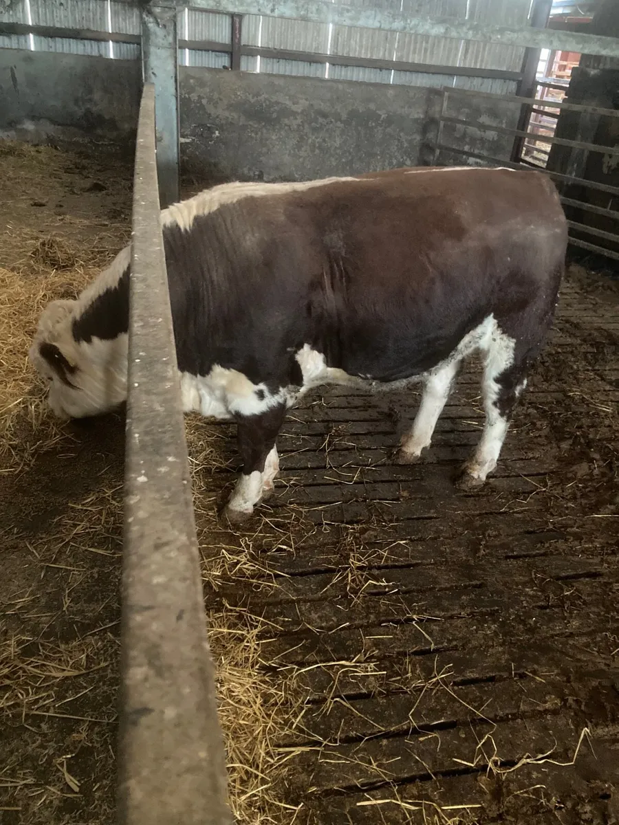Pbnr Hereford Bull - Image 2