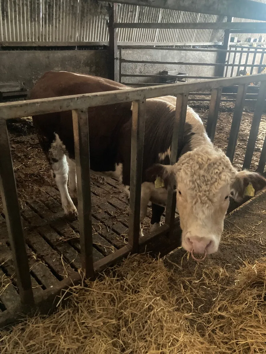 Pbnr Hereford Bull - Image 1