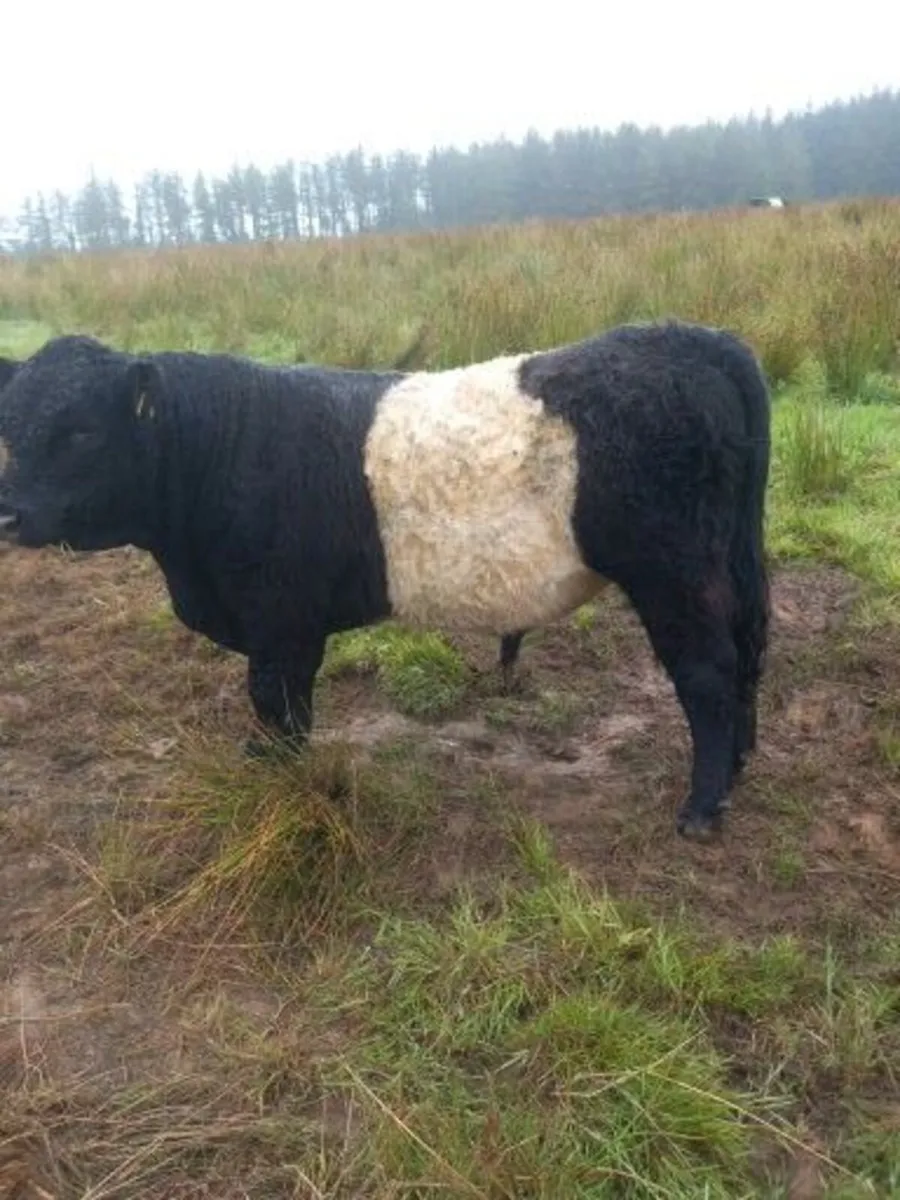livestock - Image 1