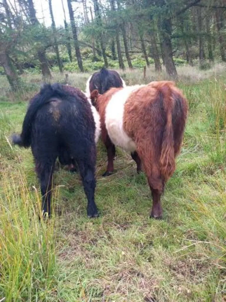 livestock - Image 2