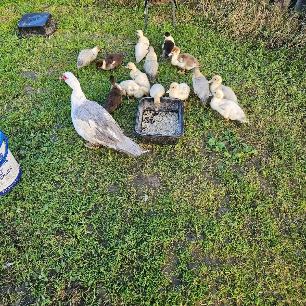 Muscovy ducks - Image 1