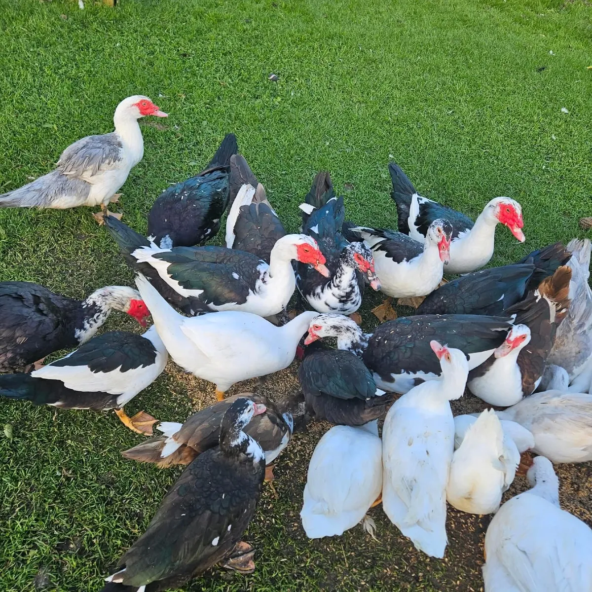 Muscovy ducks - Image 3
