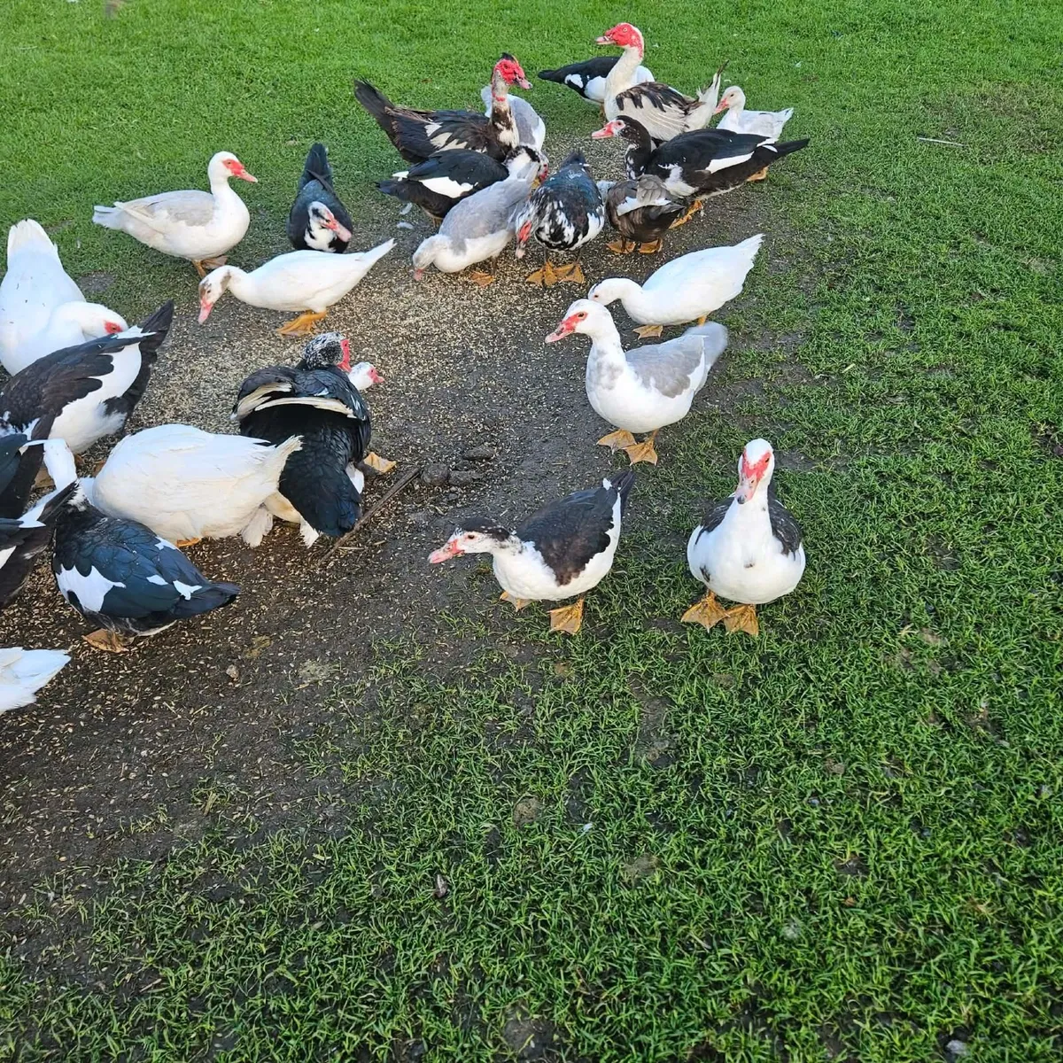 Muscovy ducks - Image 2