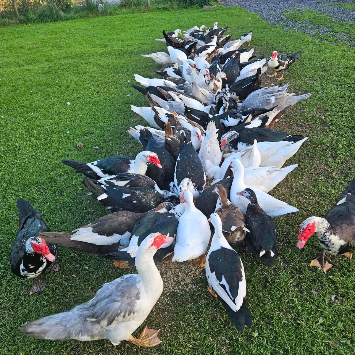 Muscovy ducks - Image 4