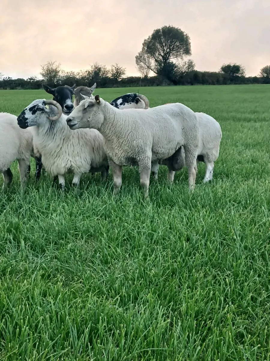 Charollais Ram - Image 1