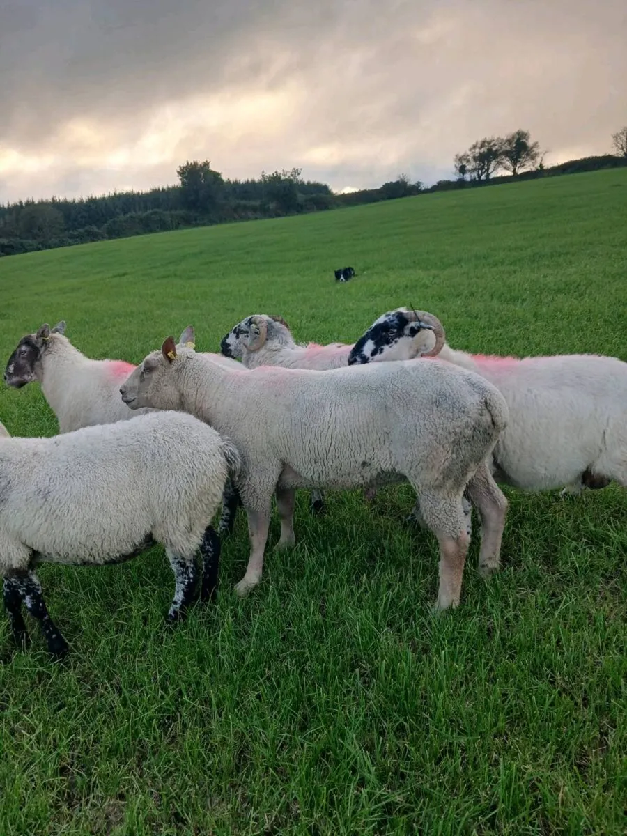 Charollais Ram - Image 4