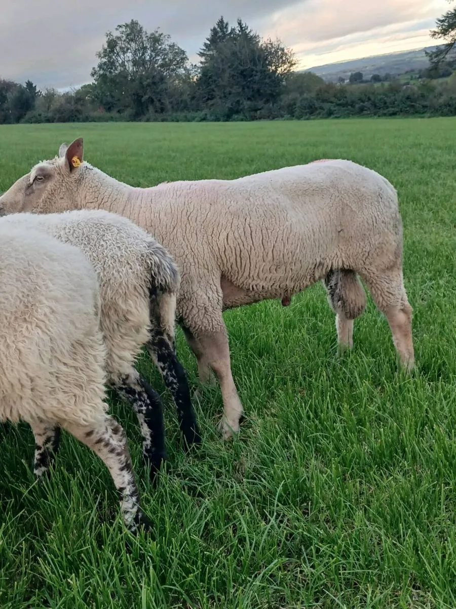 Charollais Ram - Image 2