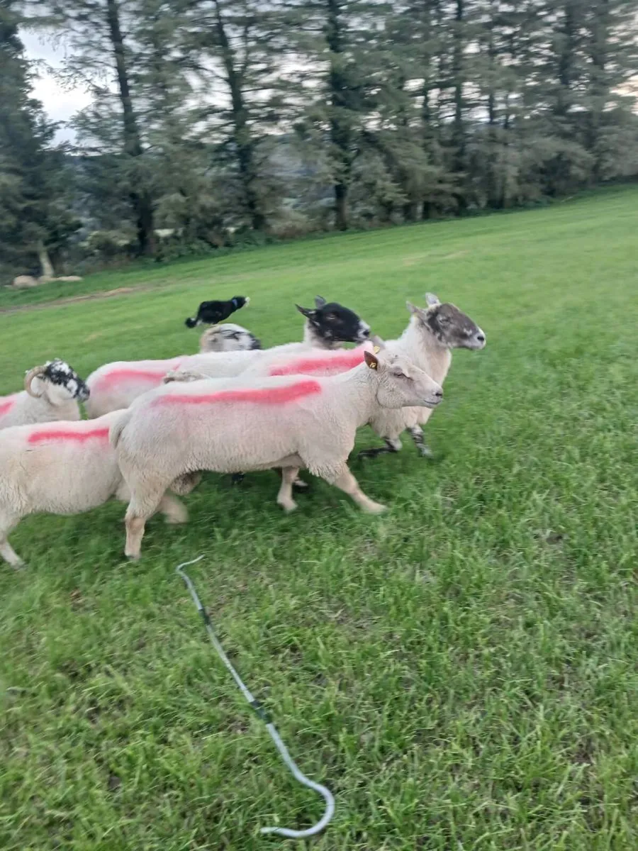 Charollais Ram - Image 3