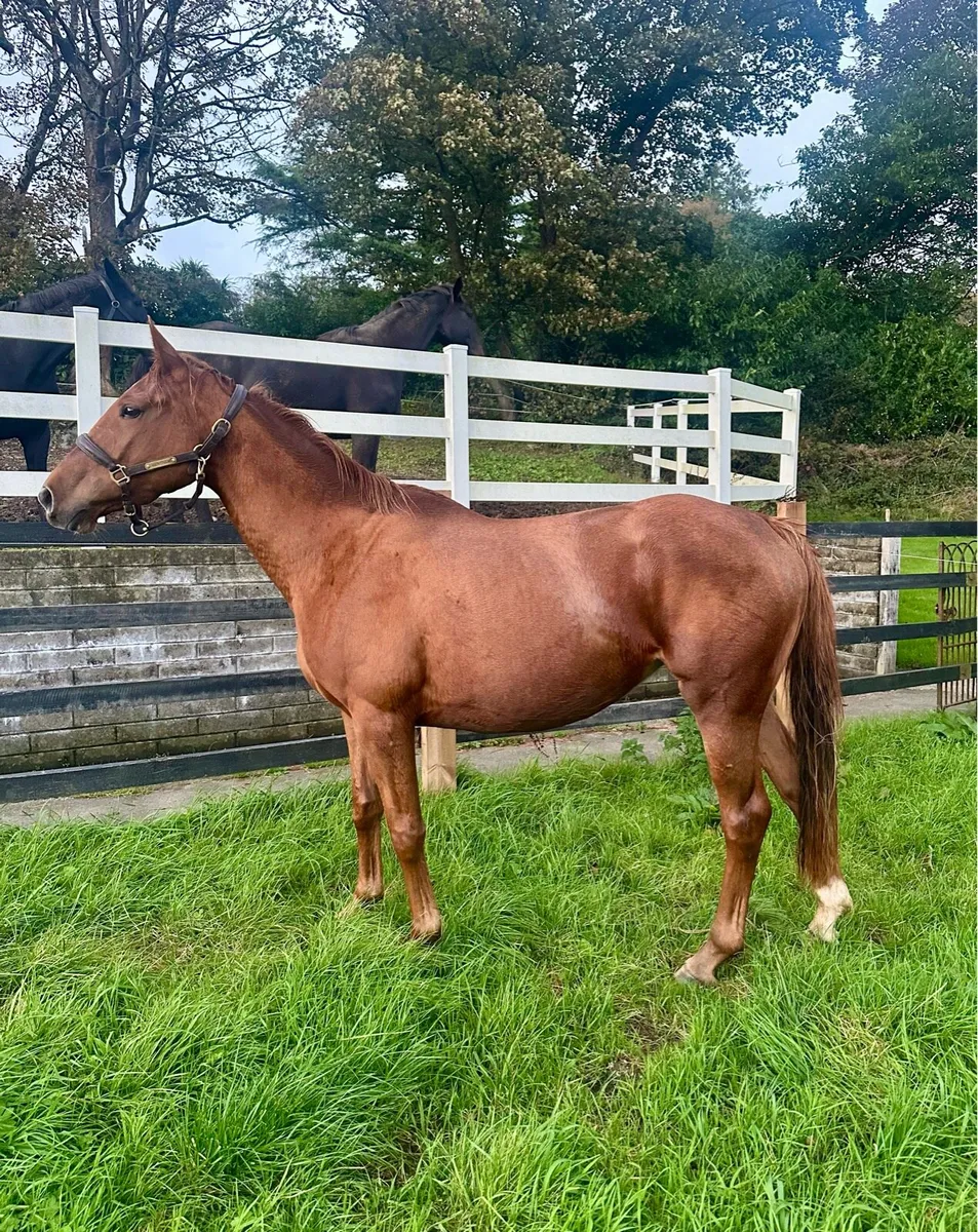 3 Year Old Filly ISH - Image 1