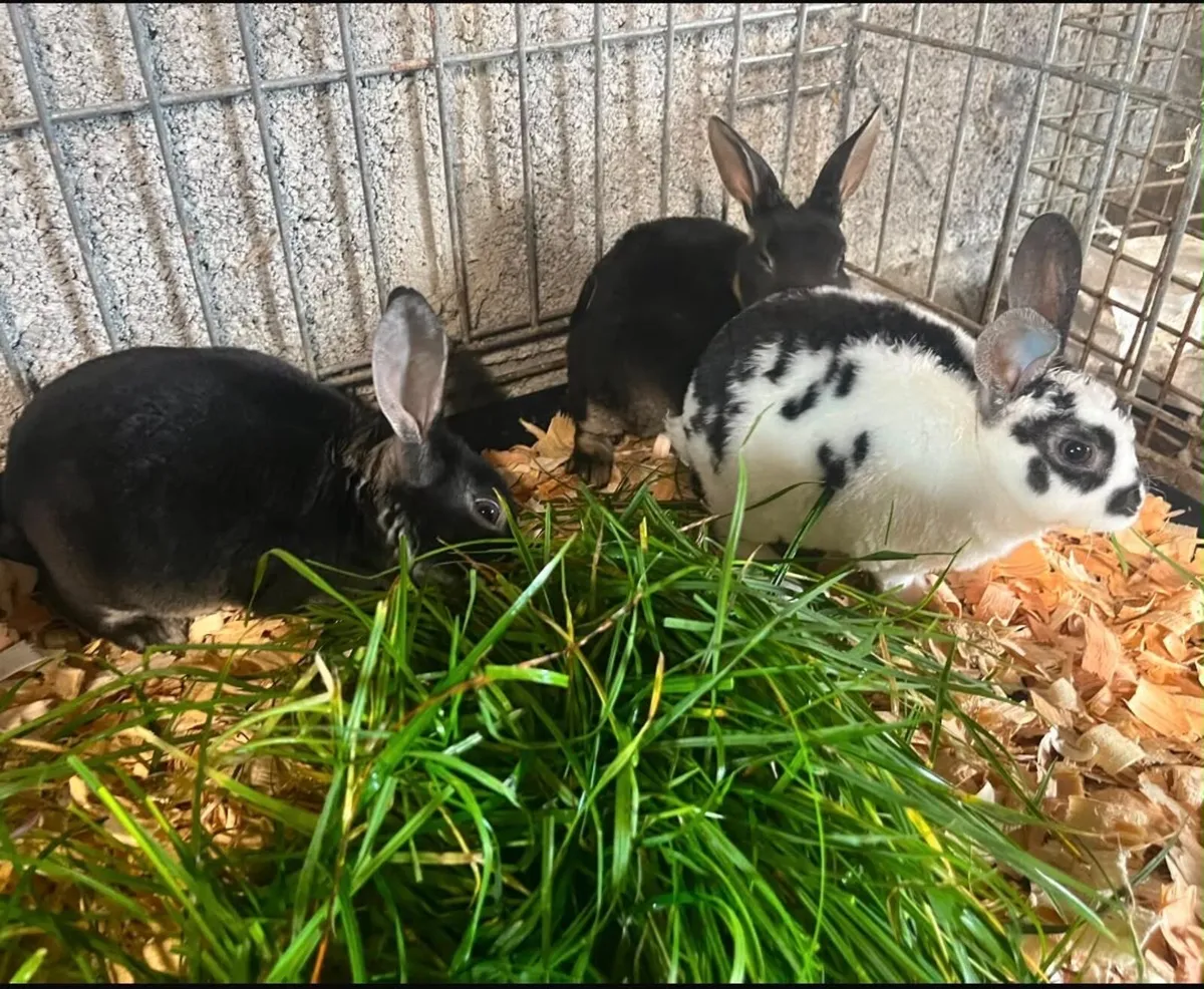 Mini Rex rabbits - Image 1
