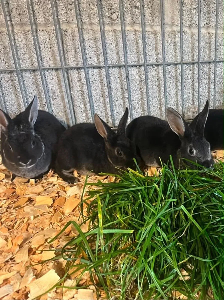 Mini Rex rabbits - Image 2