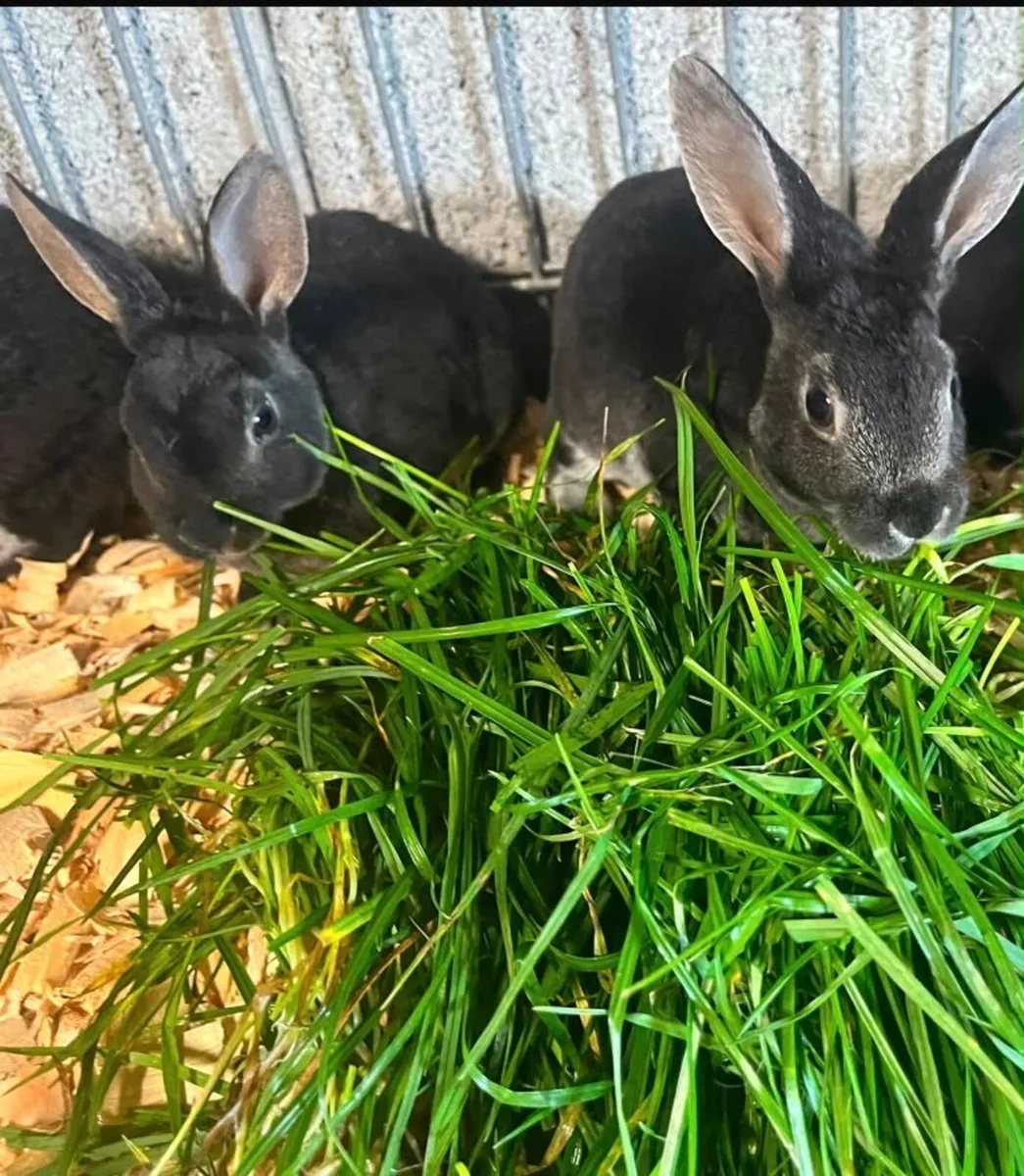 Mini Rex rabbits - Image 3
