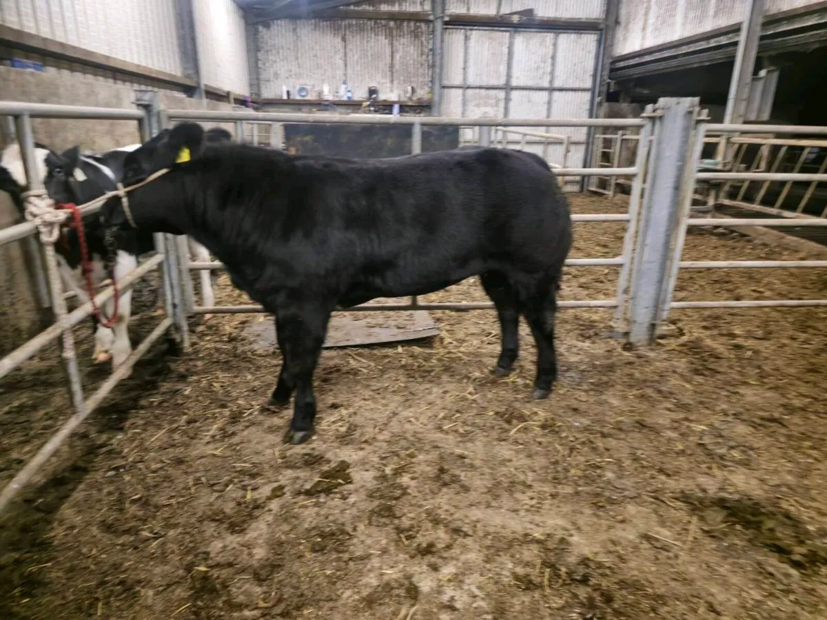 🔥Heifer for elite sale ballina 09/10/26🔥 - Image 4