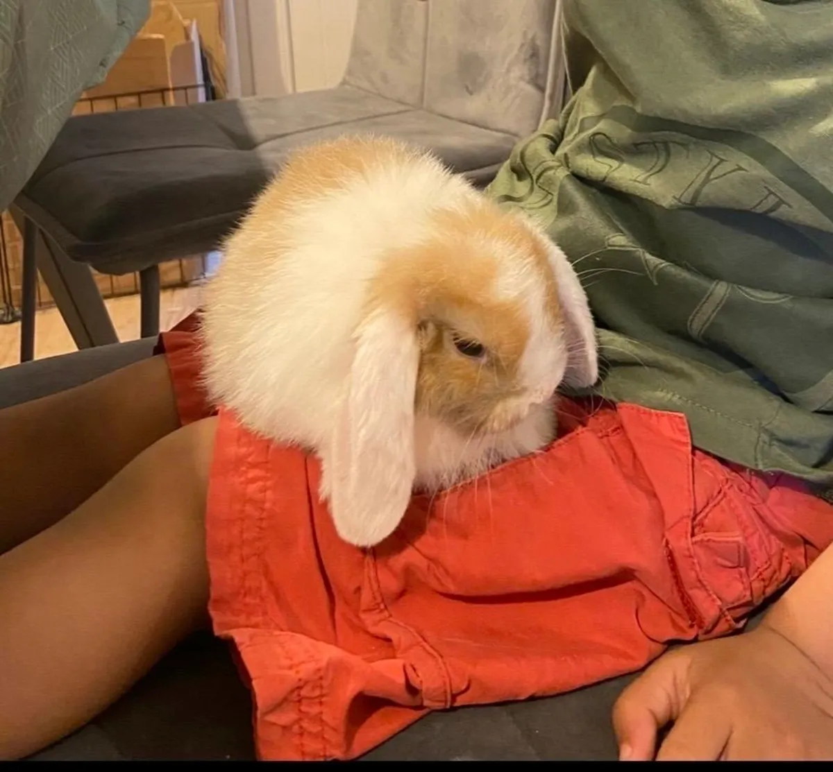 Minilop rabbit - Image 1