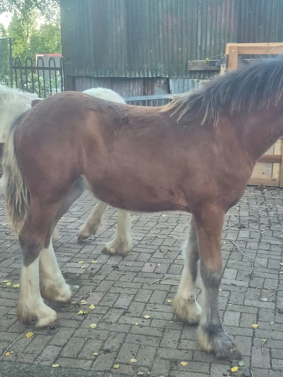 Top class filly foals - Image 1