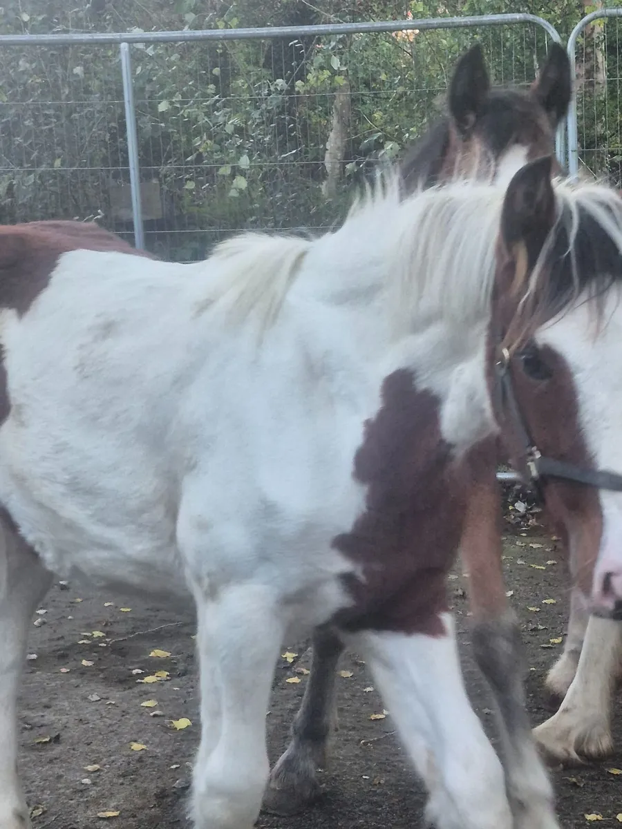 Top class filly foals - Image 2