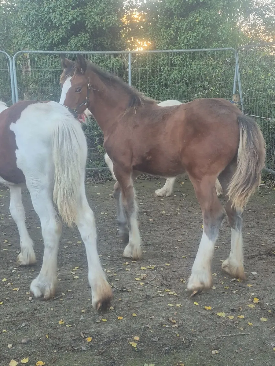 Top class filly foals - Image 3