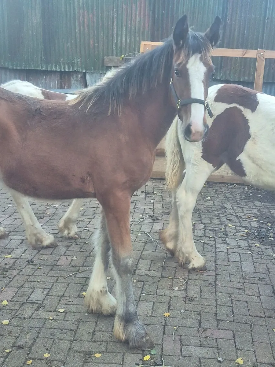 Top class filly foals - Image 4