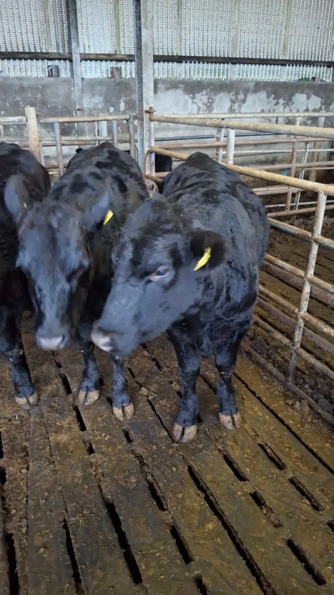 Livestock - Image 1