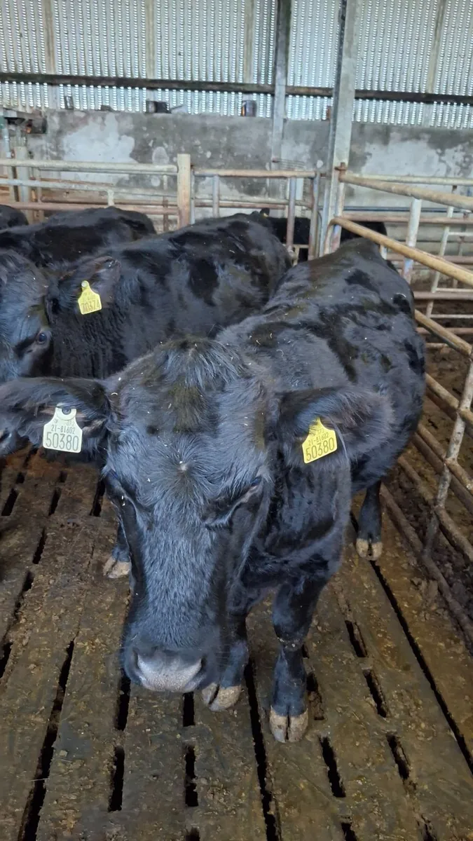 Livestock - Image 2