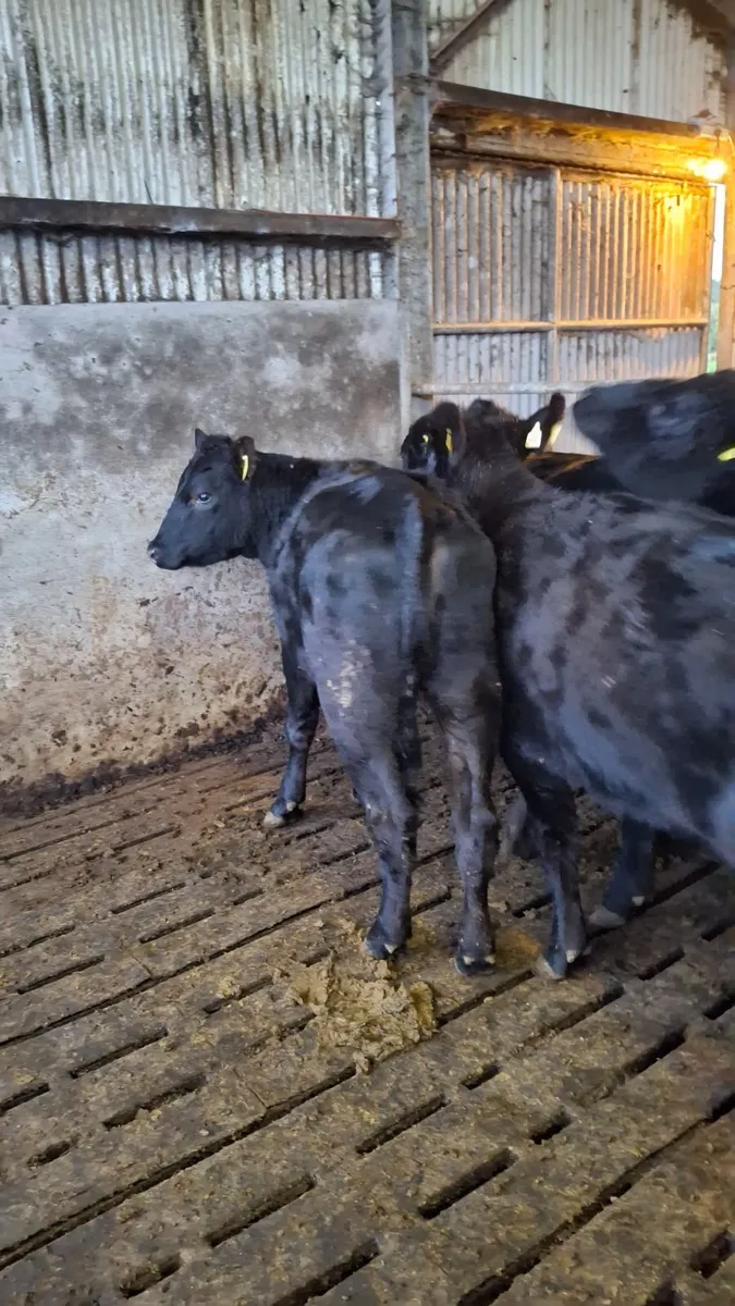 Livestock - Image 4