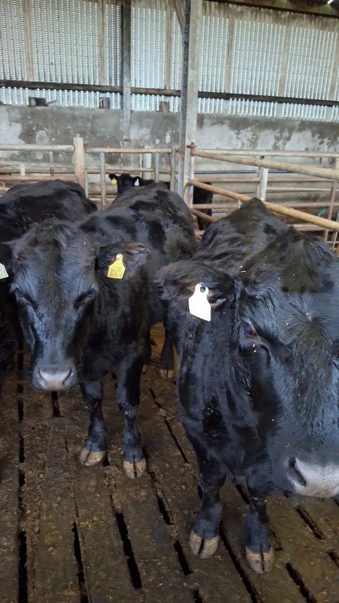 Livestock - Image 3
