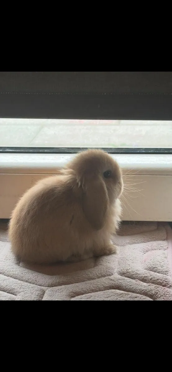 Minilop rabbit - Image 2