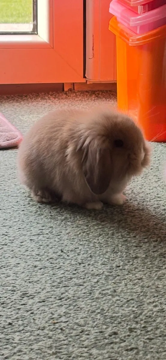 Minilop rabbit - Image 3